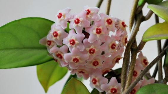 球兰僵苗怎么办