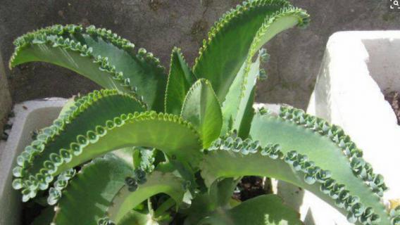 落地生根花有毒吗 落地生根花的作用