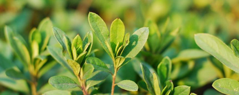 灌木有哪些 小灌木植物有哪些