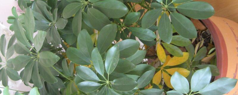 招财树什么时候扦插好 招财树啥时候插扦最合适