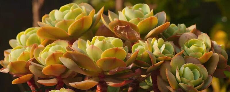 碧桃多肉有几个品种 碧桃多肉有几个品种啊