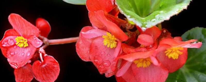 丽格海棠茎烂咋办（丽格海棠花烂茎用什么药）