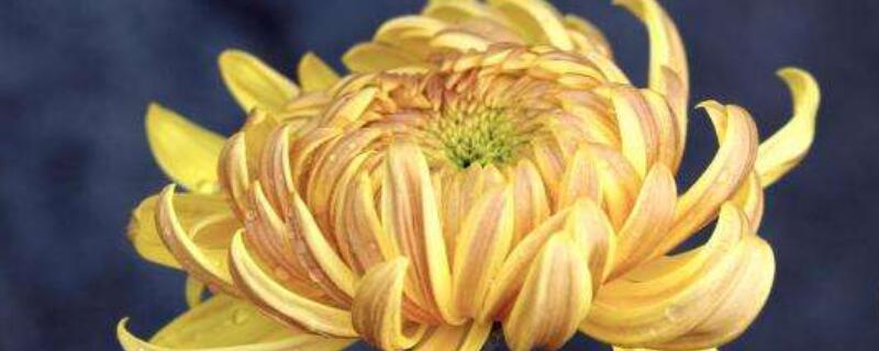 金兰菊根作用 金兰菊根功效