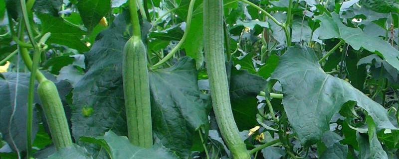 丝瓜如何才能多挂果（丝瓜怎样才能多结果）