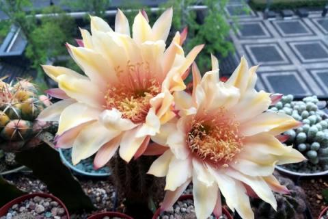 毛花柱几年开花