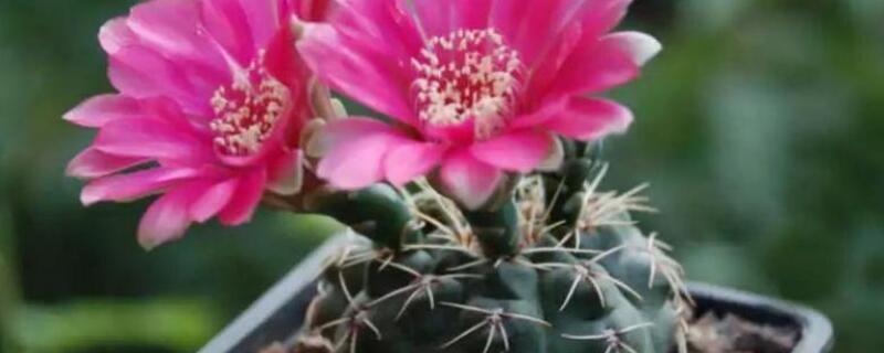 绯花玉小球怎样生根 绯花玉怎么养才结小球