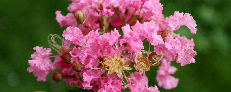 百日红的功效与作用 百日红图片大全