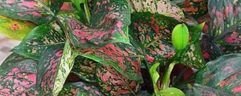 如意皇后如何生根 如意皇后根能发芽吗