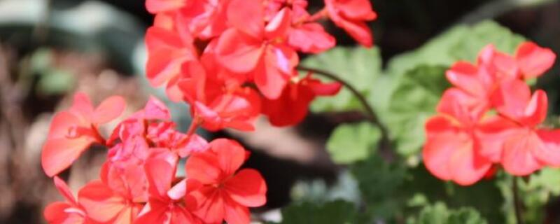 怎么让石腊红开花多（怎么让石腊红开花多一些）