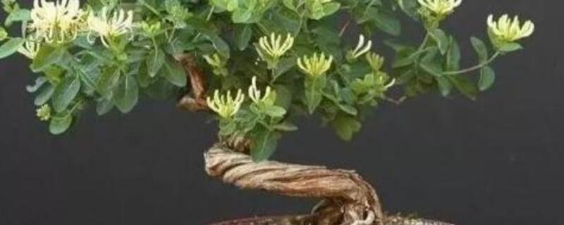 金银花盆景造型 金银花盆景造型图片
