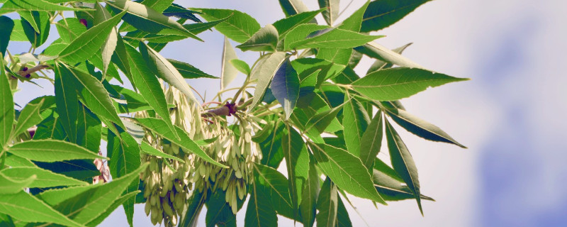 白蜡树苗雌雄的区别 白蜡树苗雌雄的区别图片