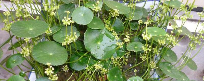 金钱草开花后怎么处理 真正的金钱草图片