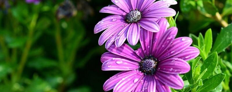 蓝目菊花期 蓝目菊花期怎么养护