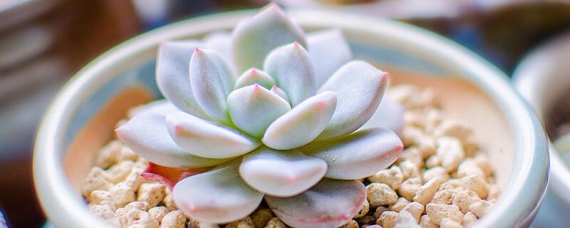 多肉可以放卧室养吗（多肉能放卧室吗）