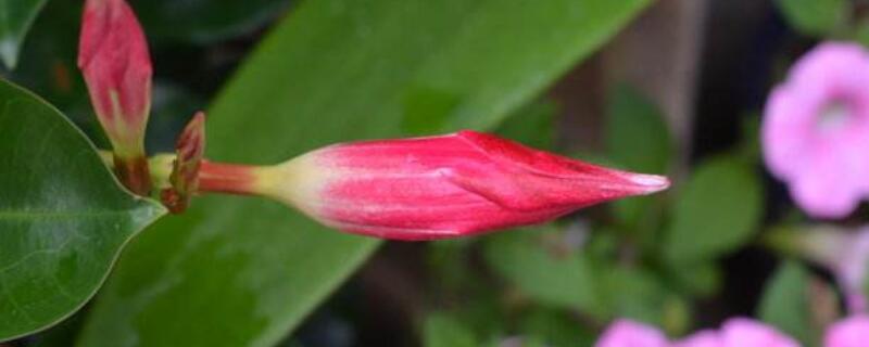 红蝉花与飘香藤的区别 红蝉花和飘香藤的区别