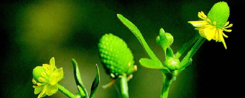 石龙芮可以吃吗 石龙芮可以吃吗?