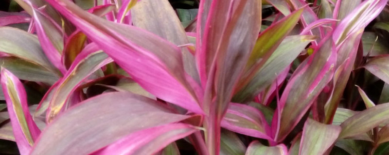 红叶朱蕉的叶子变绿（红叶朱蕉叶子变干）