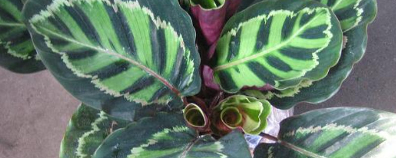 彩虹竹芋的叶子为啥打卷（彩虹竹芋的叶子老是打卷是怎么回事呢）
