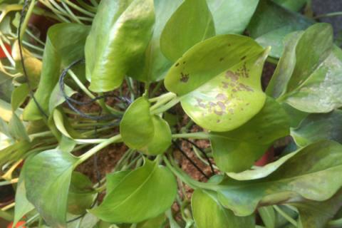 玫瑰糠用什么药