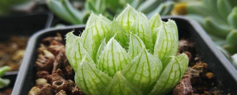 樱水晶和玉露的区别 樱水晶玉露的养殖方法