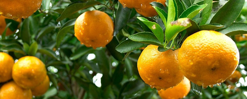 桔树烂根怎么补救（桔树烂根怎么补救呢）