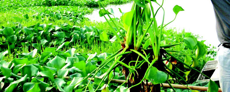 水葫芦有毒吗 水葫芦怎么去除