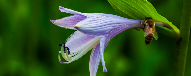 玉簪花果实的作用（玉簪花果实图片）