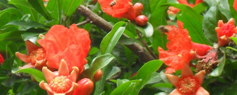 石榴树怎么催芽（石榴树催芽用什么药）