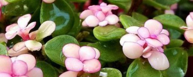 金枝玉叶幼苗如何修剪 金枝玉叶幼苗如何修剪造型