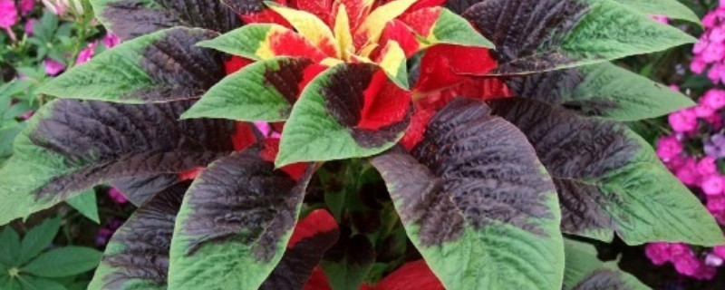 如何修剪老来俏（老来俏开花要剪掉吗）