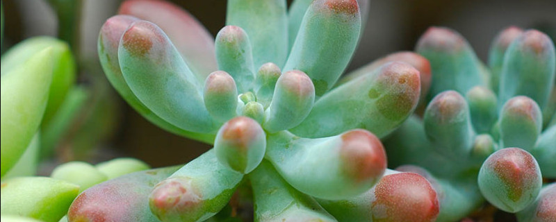 肉植物什么时候换盆（肉肉植物什么时候换盆）