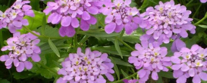 蜂室花种植方法和时间(蜂室花好养吗)