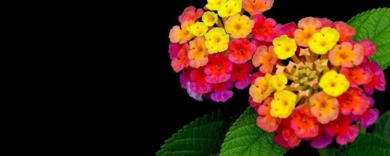 五色梅叶子卷曲怎回事 五色梅的叶子为什么卷叶发黑怎么办