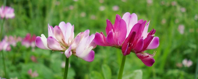 紫云英和苜蓿的区别（紫花苜蓿草和苜蓿草有什么区别）