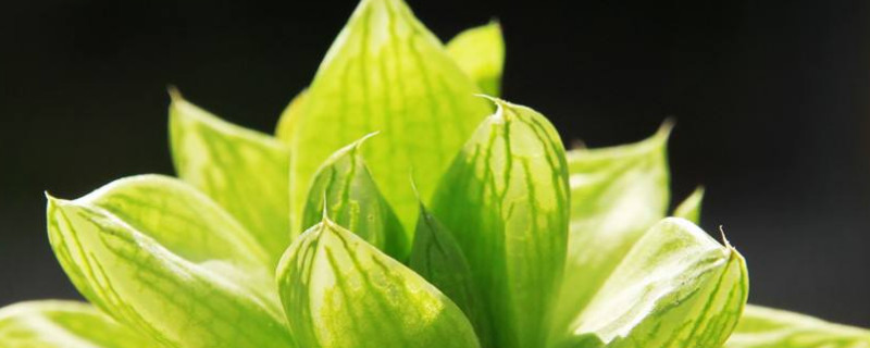 京之华多肉怎么养肥