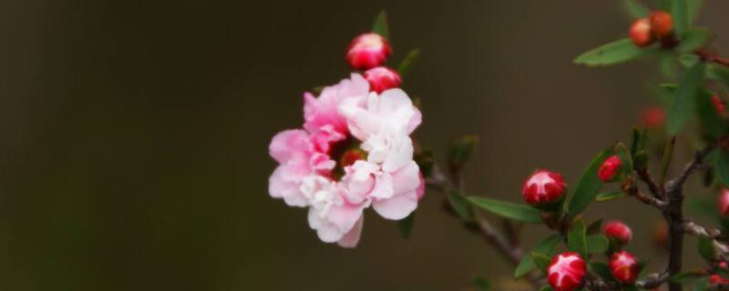 松红梅是四季开花的吗 松红梅开花季节