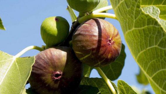 无花果种植技术与管理