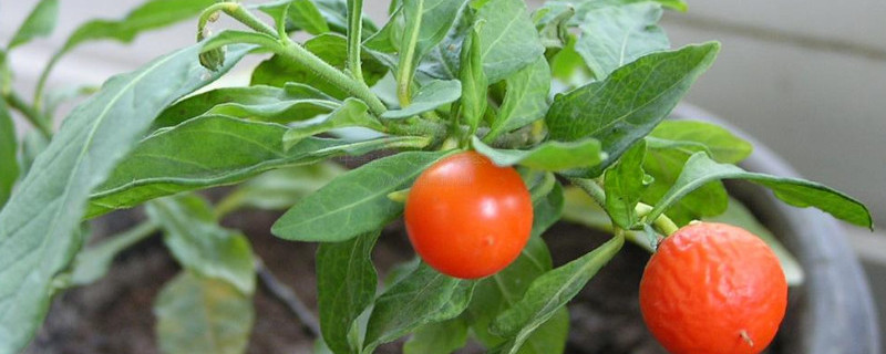 珊瑚豆只开花不结果 珊瑚豆只开花不结果怎么办