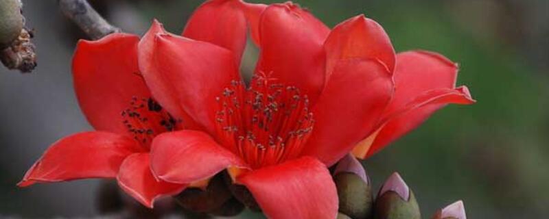 小木檩花什么季节移植 木棉花什么时候种植