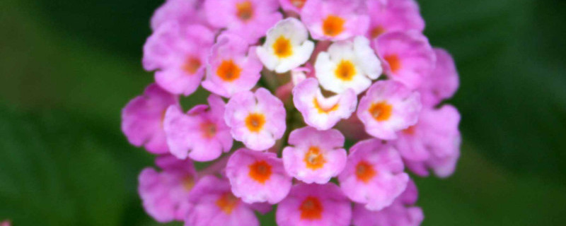 五色梅叶子卷曲怎回事 五星梅叶子卷曲的原因