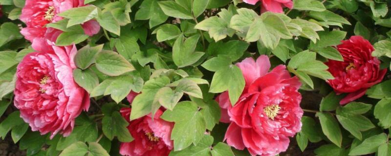 怎么区分真假牡丹苗 怎样识别真假牡丹花苗