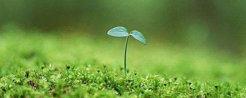小树苗有哪些作用（小树苗好不好）