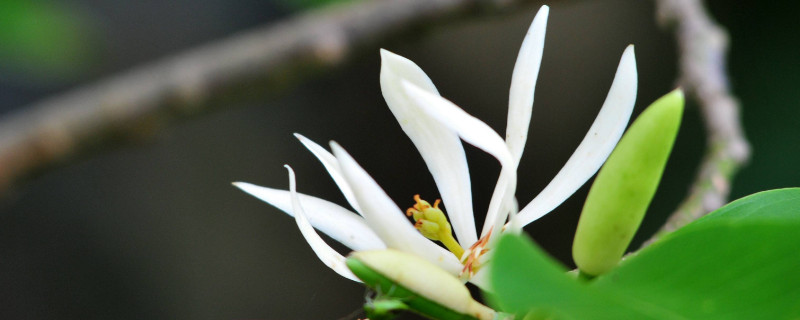 白兰花叶子一碰就掉（白兰花叶子一碰就掉什么原因）