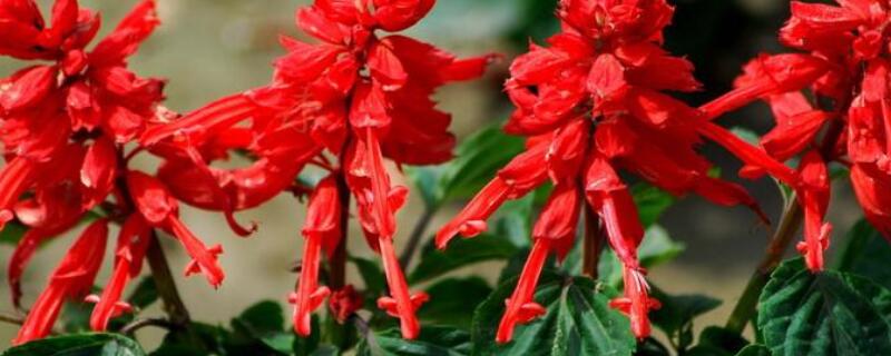 一串红花期 一串红花期过了还能再开花吗