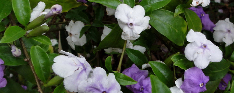 鸳鸯茉莉怎么扦插(鸳鸯茉莉怎么扦插繁殖)