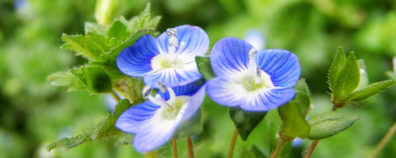 婆婆纳是什么花 婆婆纳是什么植物