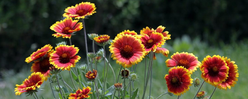 非洲菊要打顶吗（非洲菊要打顶吗图片）