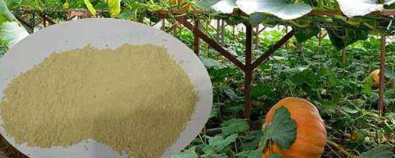 怎样解硼肥药害 硼肥肥害的补救方法