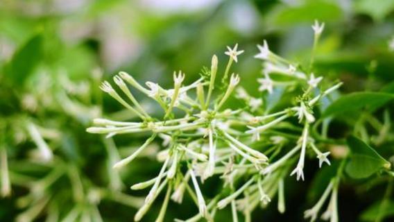 夜来香如何换盆土