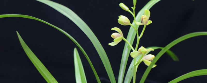 建兰跟大花蕙兰的区别 建兰跟大花蕙兰的区别图片